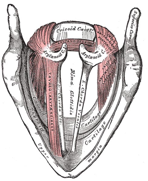 Diagram Larynx