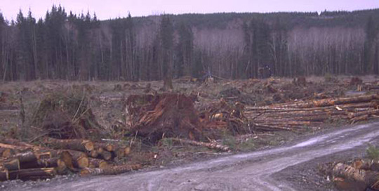 <? echo $title; ?> - Much of the clear cutting looked like old growth forest. Large stumps nevertheless.